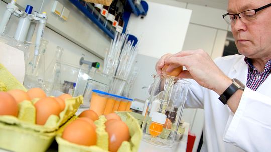 فحص عينات من البيض في احد المختبرات الألمانية