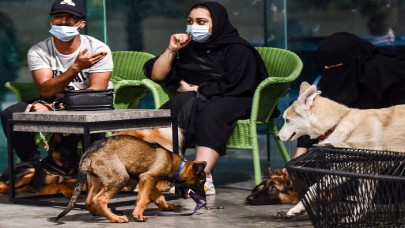 السعودية نيوز |  أول مقهى لعشاق الكلاب في السعودية 