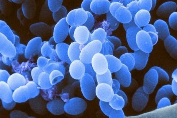 بكتيريا المعدة يمكنها المساعدة في محاربة السرطان
