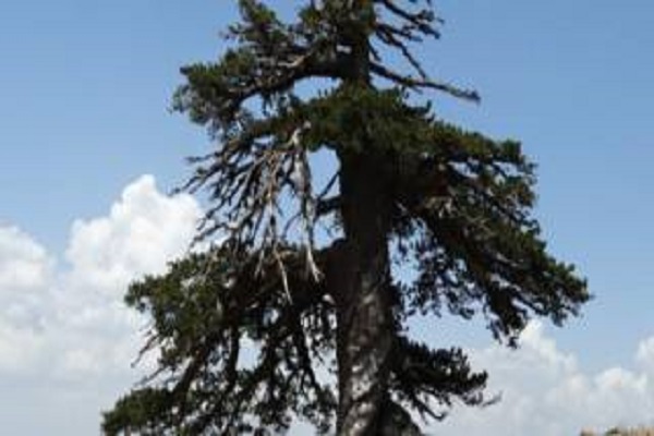اكتشاف أقدم شجرة في أوروبا وعمرها 1075 عاما
