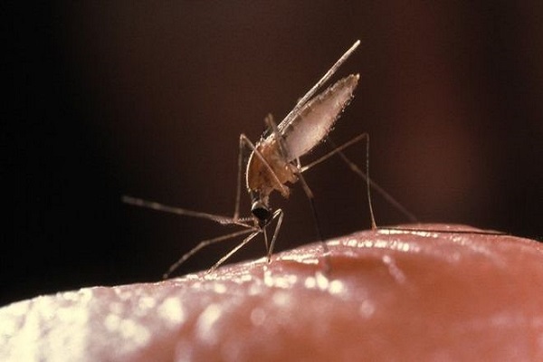 المرضى الأربعة أصيبوا بالملاريا بعد أن زاروا أفريقيا
