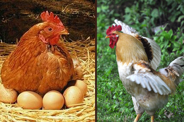نكهة الدجاج ضحية التربية الإصطناعية