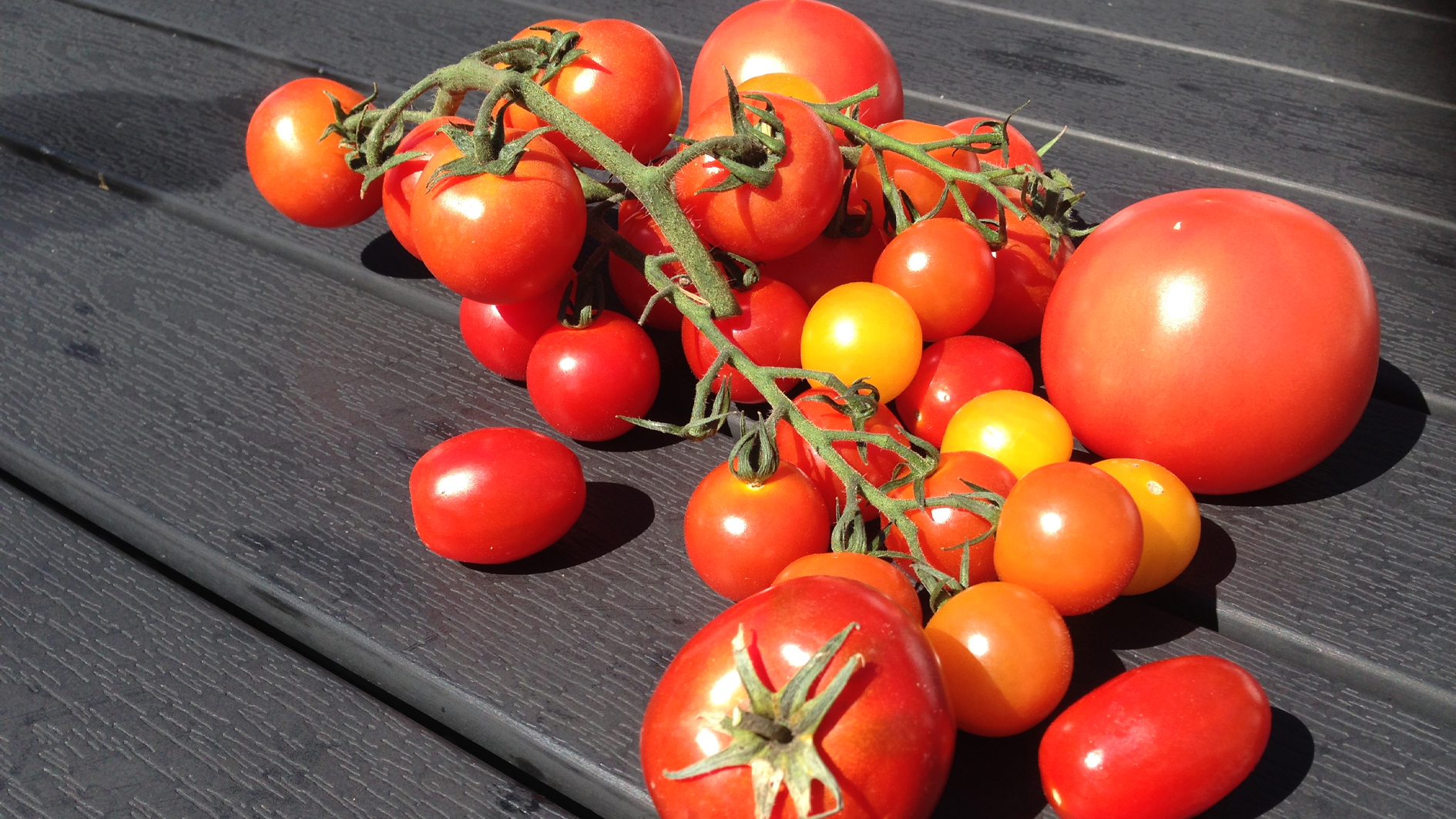 تعرف على أنواع الطماطم وكيفية استخدامها ...