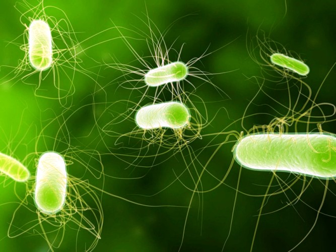 بكتيريا ايشيريشيا كولي المطورة