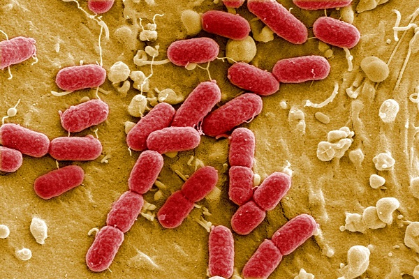 تجارب على تطوير علاج بفيروسات تفتك بالبكتيريا