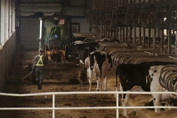 مزرعة أبقار في غانان بالريف الصيني 