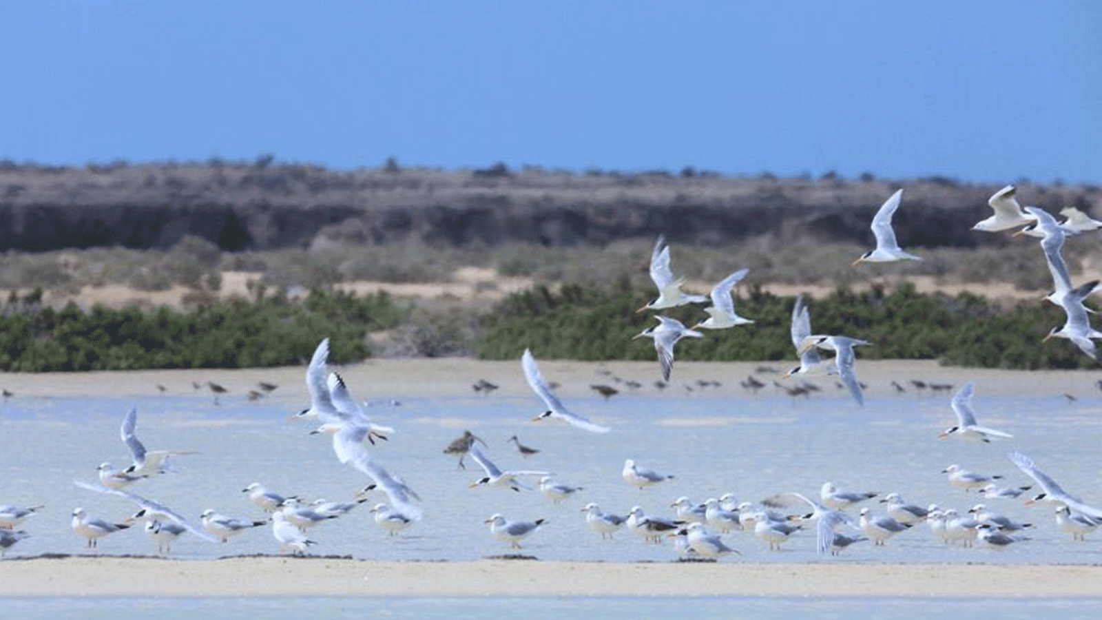 السعودية نيوز |  تسجيل جزيرة فرسان أول محمية طبيعية على قائمة اليونسكو لعام 2021 