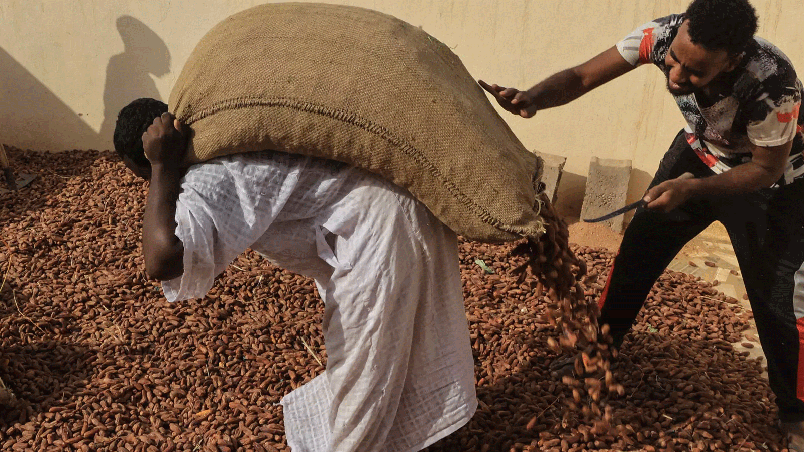 أشخاص يجمعون البلح في بداية موسم الحصاد في البركل في شمال السودان في 15 أيلول/سبتمبر 2023
