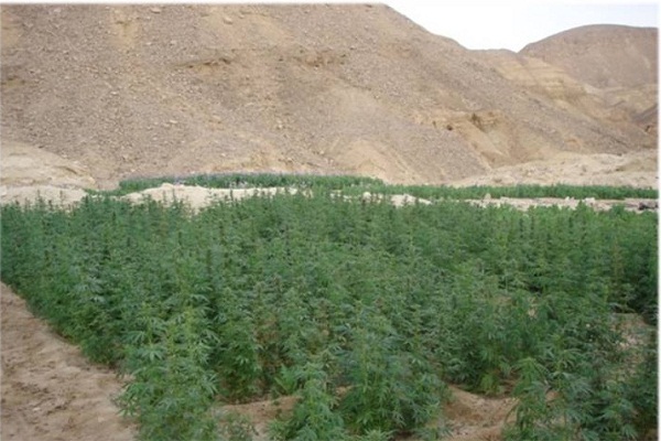 اتهامات للجيش بالتقصير في محاربة زراعة المخدرات في سيناء