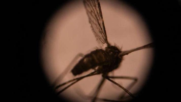 Asian mosquitoes threaten tens of millions of Africans