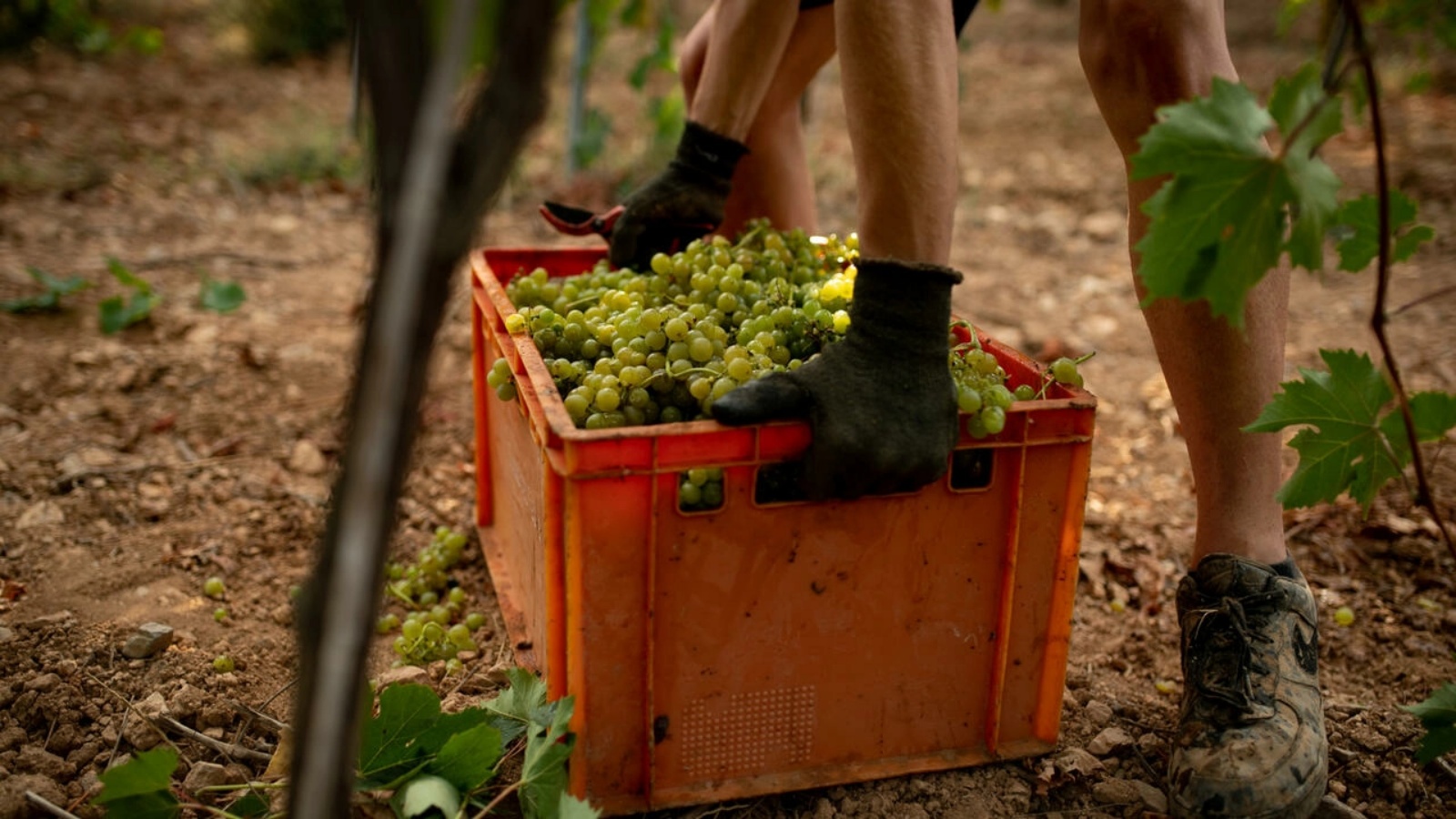 تغير المناخ يجبر بالفعل منتجي النبيذ على الابتكار، بما في ذلك نقل مزارع الكروم إلى ارتفاعات أعلى