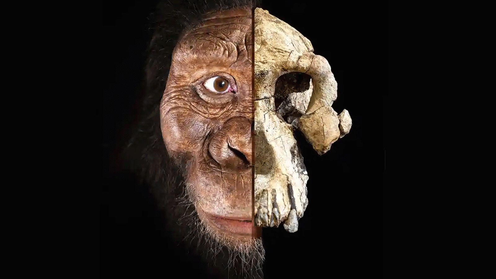 Самый древний человек в истории. Australopithecus anamensis. Австралопитек афарский Люси. Австралопитек афарский череп. Австралопитек Люси череп реконструкция.