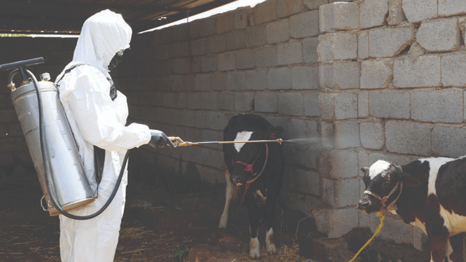 عامل صحي يعقم عجولاً داخل مزرعة في البجاري بالعراق