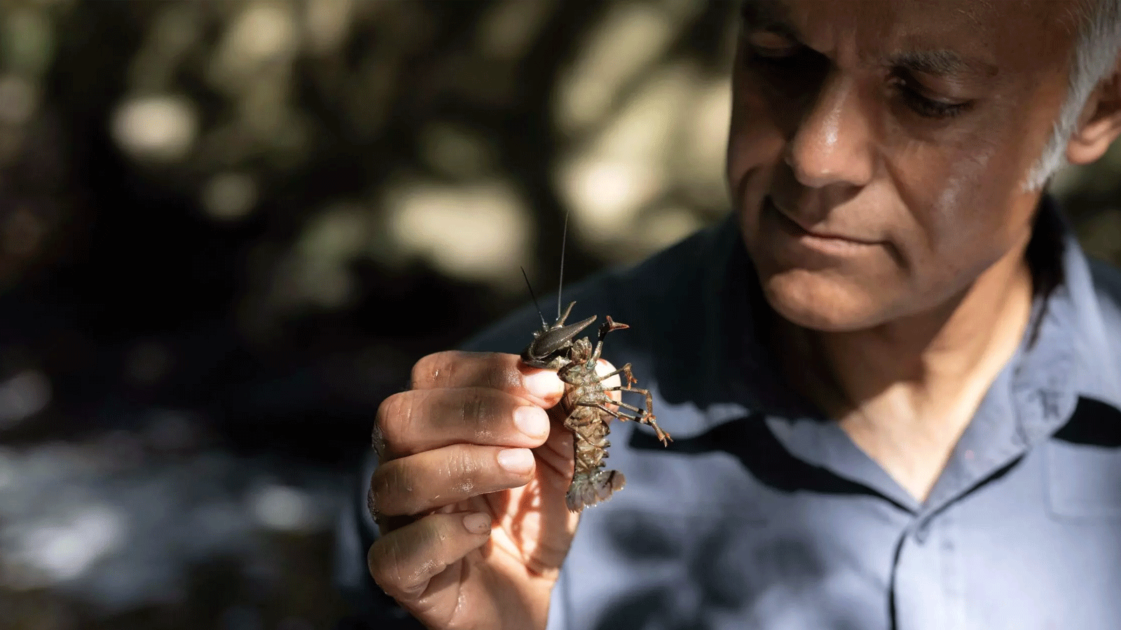 كريم وحيد، أستاذ علم الحشرات، يتفقد جراد البحر