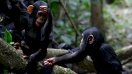 دراسة: الإنسان والقرد البري يشتركان في إيماءات خاصة