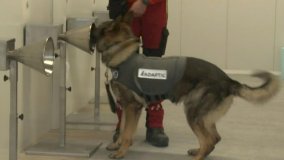 خلال عملية تدريب الكلاب