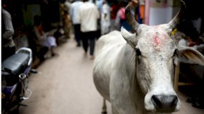 لماذا أصبحت هجمات البقر المميتة قضية انتخابية في الهند؟