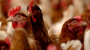 إنفلونزا الطيور: إعدام 48 مليون طائر في المملكة المتحدة والاتحاد الأوروبي