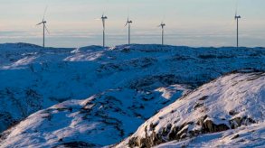 قطعان الرنة تعيق انتشار طاقة الرياح في إسكندينافيا