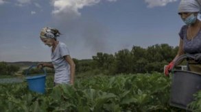 شرق أوكرانيا: مزارعون مصممون على الاستمرار رغم نيران المدفعية 