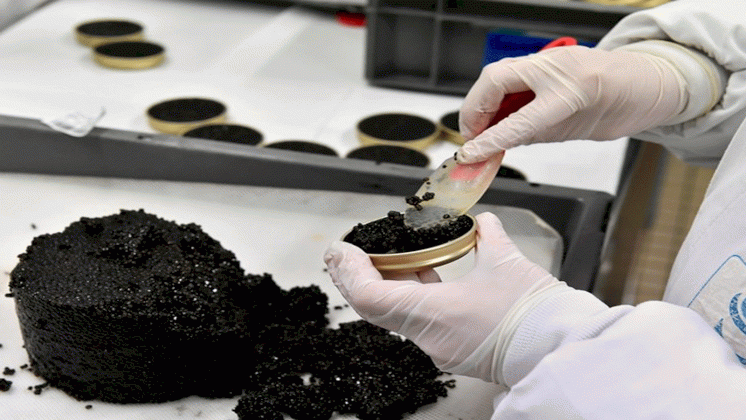 Le caviar français offre la qualité à la quantité