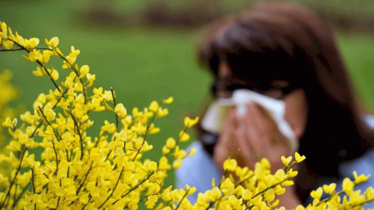 Les allergies saisonnières sont plus lourdes cette année